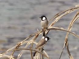 Bird With Black Head And White Body Bird It All Bulbul Bird Bird Watching