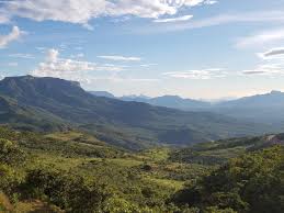 Image result for Petalidium englerianum