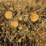 Image result for Cyathula uncinulata