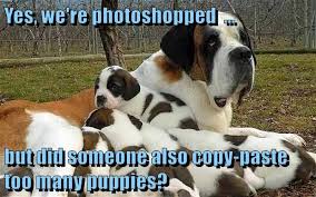 Too many puppies are being shot in the dark. Yes We Re Photoshopped But Did Someone Also Copy Paste Too Many Puppies I Has A Hotdog Dog Pictures Funny Pictures Of Dogs Dog Memes Puppy Pictures Doge