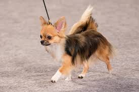 A long hair chihuahua puppy is born with just one coat of fur. Chihuahua Dog Breed Information