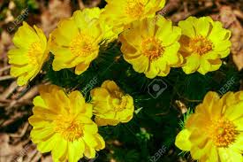 Some perennials can continuously produce flowers throughout the season if they are trimmed back at the correct time. Adonis Vernalis Is A Perennial Flowering Plant In Steppe Early Stock Photo Picture And Royalty Free Image Image 122107237