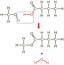 Hombrewer S Lecture Series Esters