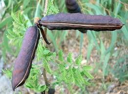 Image result for Acacia farnesiana