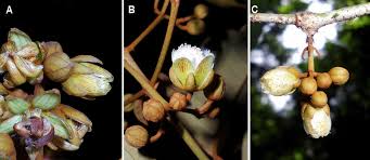 Image result for Vismia orientalis