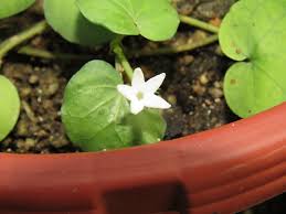 Image result for Geophila repens