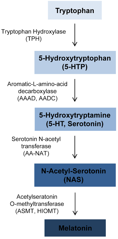 Overview of melatonin synthesis. Melatonin is synthesized from ...
