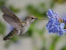 Check spelling or type a new query. Attracting Hummingbirds With Water