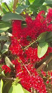 Image result for Combretum mkuzense