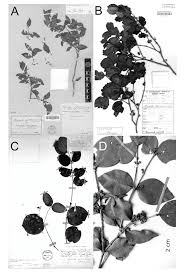 Image result for Memecylon myrianthum