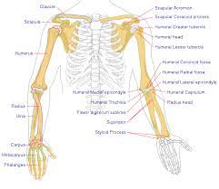 Body vertebral foramen transverse process pedicle superior process articular s lamina m spinous process. File Human Arm Bones Diagram Svg Wikipedia