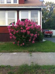 A pink hybrid, 'grace', is now available in the united states. Can Anyone Identify This Beautiful Pink Flowering Bush It Bloomed All Through The Summer In Massachusetts With R Flowering Bushes Pink Flowering Bushes Plants