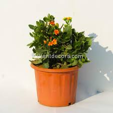 If you have sunny window sills, be sure to give one of these blooming indoor plants a try. 41 Best Indoor Plants In India Plantdecors Blog