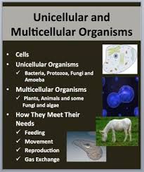 Levels Of Biological Organization From Smallest To Largest Ppt Unicellular And Multicellular Organisms Everything You Need To Introduce Or Review The Unicellular And Multicellu Powerpoint Lesson Human Body Systems Lesson