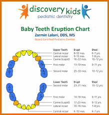 11 12 Baby Tooth Eruption Chart Lasweetvida Com