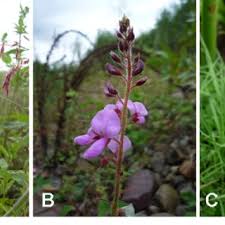 Image result for Desmodium subsecundum