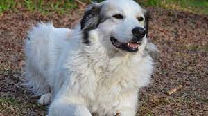 We did not find results for: Great Pyrenees German Shepherd Mix Size And Puppy
