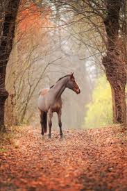 Flexibel disponieren wir flott um. Pferdefotograf Aus Hamburg Das Ist Mein Pferdefoto Blog