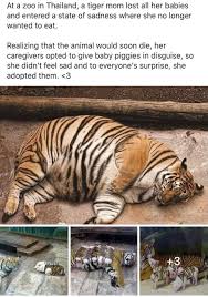 Wholesome Tiger 9gag