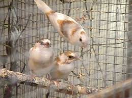 Society Finches These Make Lovely Sounds