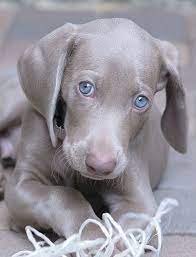 Nov 25, 2020 · 19 rassen met blauwe ogen. 73 Ideeen Over Blauwe Ogen Lab Weim Blauwe Ogen Honden Weimaraner