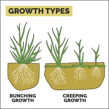 Much like overfertilizing, this high nitrogen content burns the grass. How To Identify Your Lawn Grass