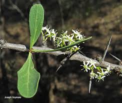 Image result for Gymnosporia senegalensis