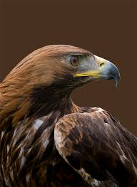 Golden Eagle By Ian Rylance 500px In 2020 Birds Of Prey Raptors Bird Pet Birds