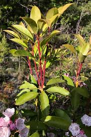 Image result for Hilleria latifolia