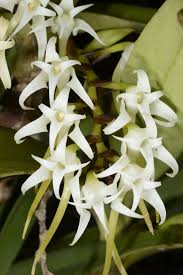 Image result for Cyrtorchis arcuata