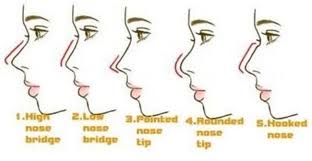 Nose Types Google Search Nose Shapes Nose Types Shape