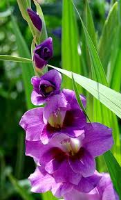We did not find results for: 31 Flowers That Start With G Ideas Flowers Planting Flowers Beautiful Flowers