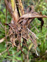 Image result for Rhynchosia congensis