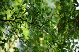 Image result for Terminalia mantaly