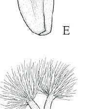 Image result for Xyris capensis