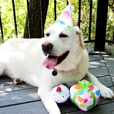 Every body have a soft corner for cats. Petsmart Launches First Ever Birthday Collection With Festive Items To Celebrate Birthdays And Gotcha Days With Pets Business Wire