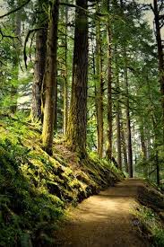 Sunlight Filtered Through The Cracks In The Trees Giving The Impression That The In 2020 Spring Landscape Photography Forest Photography Landscape Photography Nature
