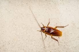 How To Kill Cockroaches Getting Rid Of Cockroaches Guide 2019