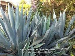 Agave Americana Century Plant Youtube Jeff Wortham Landscape Plants Agave Landscape Design
