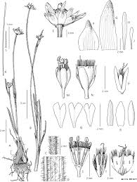 Image result for Mesanthemum africanum