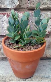 Kalanchoe Marnierianamy Own Personal Kalanchoe Marnieriana Is Actually Several Cuttings From A Larger Plant That I Had Th Succulents Plants Planting Succulents