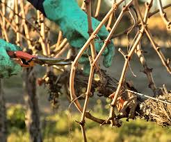 Image result for grape pruning
