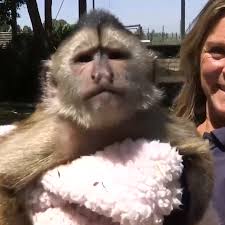 'Bananas situation': Monkey grabs phone, dials 911 from zoo