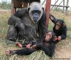 5 9 11 Chimp Primates Monkeys Funny