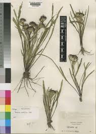 Image result for Vernonia zambiana