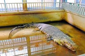 1:59 dimarzio1017 131 828 просмотров. ä¸–ç•Œè›‡çŽ‹æ•™è‚²è¾²å ´å°å—æ™¯é»žçŽ©å…¨å°ç£æ—…éŠç¶²