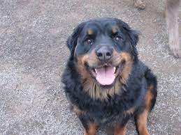 This large breed is extremely social and can make friends with people quite indiscriminately. Long Haired Rottweiler Long Haired Rottweiler Rottweiler Lovers Rottweiler