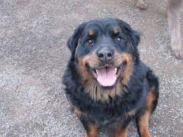 It is said that these dogs are what you get when breeding with a dog of another breed. Pin On I Love Rotties And Other Big Dogs