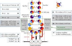 Structural Characteristics Of Anticodon Hairpin Of Trna