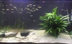 The soothing appearance and sound of water in the backyard or on a patio is always welcoming… but it's not a water garden until you add plants! How To Fix Cloudy Water In A New Fish Tank
